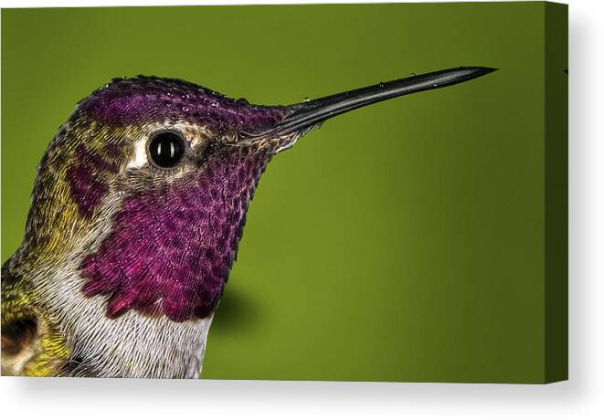 Hummingbird Canvas Print featuring the photograph Hummingbird head shot with raindrops by William Lee