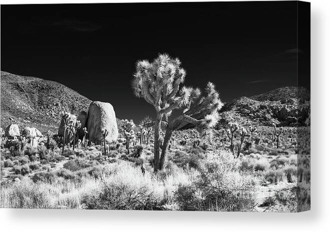 Desert Canvas Print featuring the photograph Joshua Tree Grove by Blake Webster