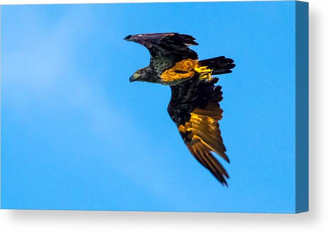 06sep15 Canvas Print featuring the photograph Juvenile Bald Eagle Talons by Jeff at JSJ Photography