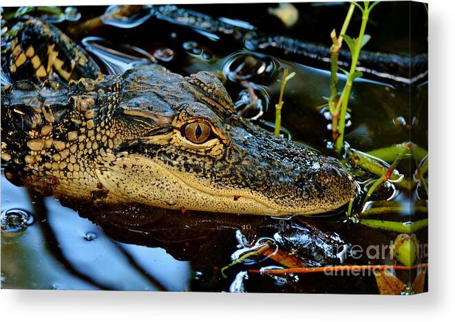 Alligator Canvas Print featuring the photograph Juvenile Gator by Julie Adair