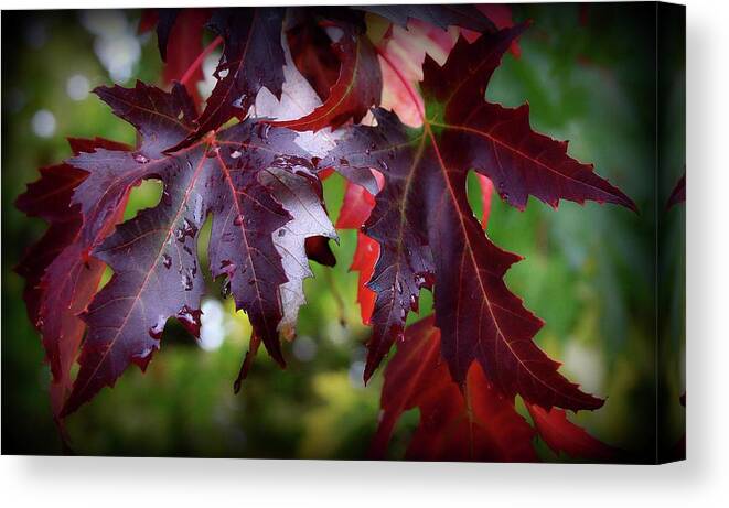 Autumn Canvas Print featuring the photograph Let The Show Begin by KATIE Vigil