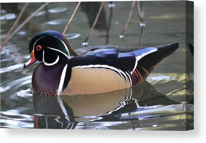 Wood Duck Canvas Print featuring the photograph Life Of Leisure by Fraida Gutovich