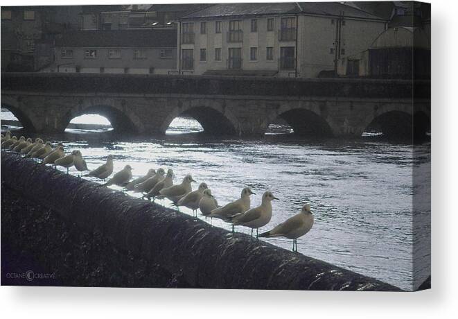 Birds Canvas Print featuring the photograph Line of Birds by Tim Nyberg