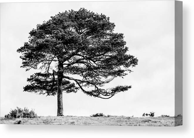 Tree Canvas Print featuring the photograph Lone Tree by Helen Jackson