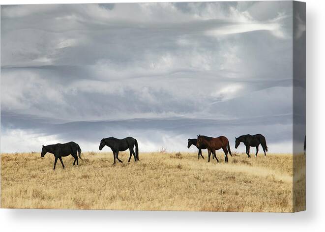 Horse Canvas Print featuring the photograph Meringue Sky by Kent Keller
