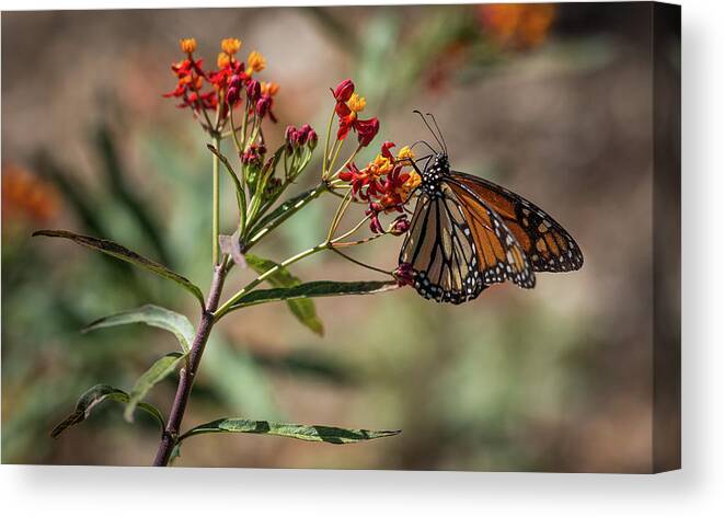 California Canvas Print featuring the photograph Monarch on a Flower by Adam Rainoff