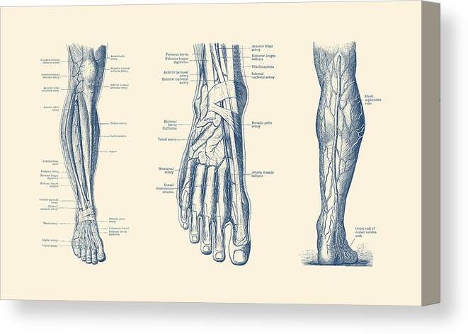 Leg Circulatory System Canvas Print featuring the drawing Multi-View Leg Diagram - Human Circulatory System by Vintage Anatomy Prints