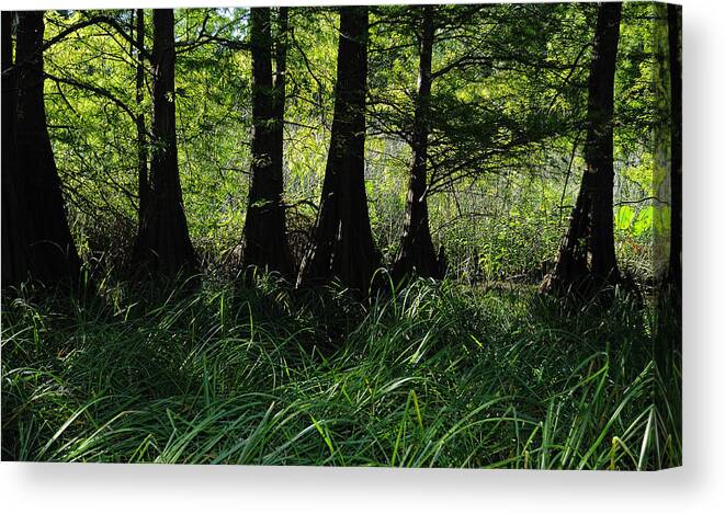 Trees Canvas Print featuring the photograph Murray Lake Cypress Trees by Iris Greenwell