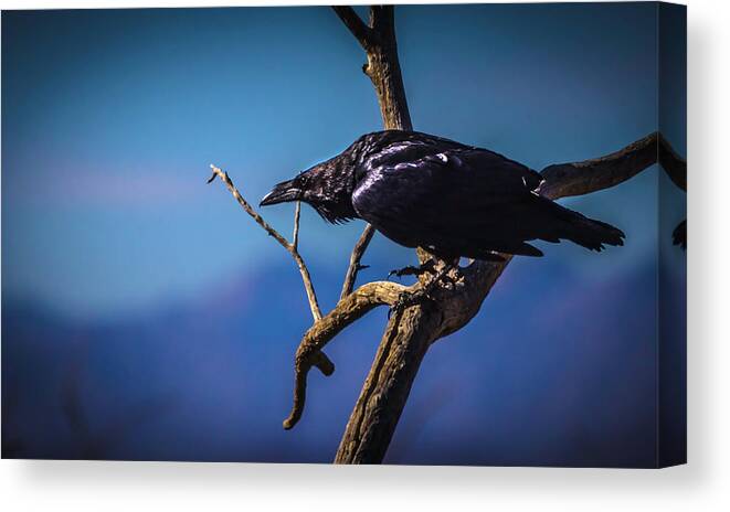 Raven Canvas Print featuring the photograph Never More by Mike Stephens