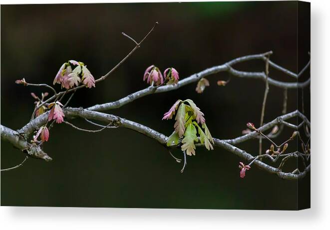 Spring Canvas Print featuring the photograph New Life by Kevin Craft
