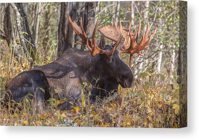 Sam Amato Photography Canvas Print featuring the photograph Non Typical Moose by Sam Amato