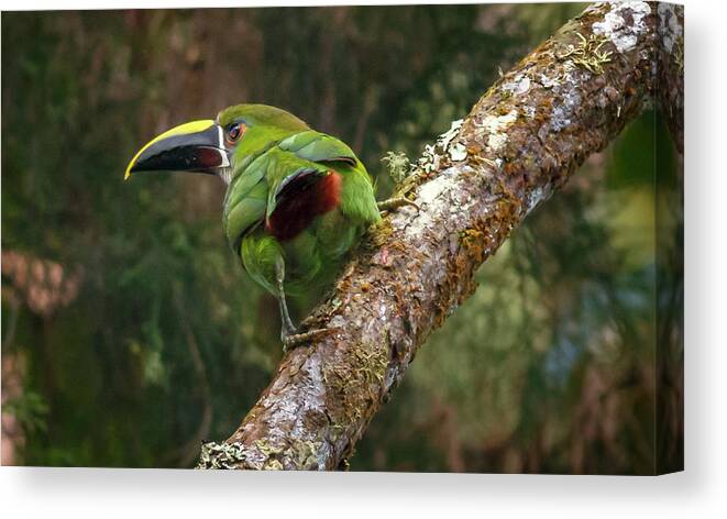 Bird Canvas Print featuring the photograph Southern Emerald Toucanet Otun Quimbaya Pereira Colombia by Adam Rainoff