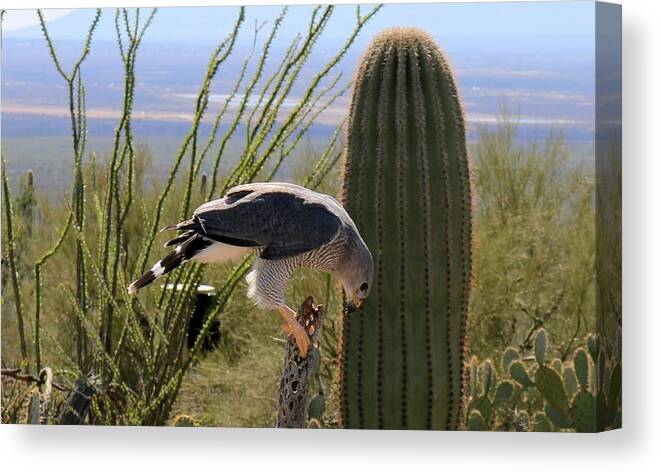 Peregrine Falcon Canvas Print featuring the photograph Peregrine Falcon - 2 by Christy Pooschke