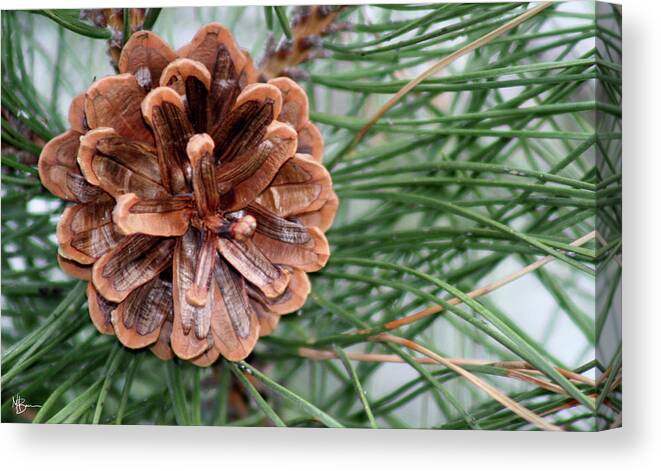 Pine Cone Canvas Print featuring the photograph Pine Delight by Mary Anne Delgado