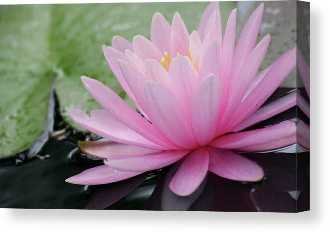 Flower Canvas Print featuring the photograph Pink Water Lily by Mary Anne Delgado