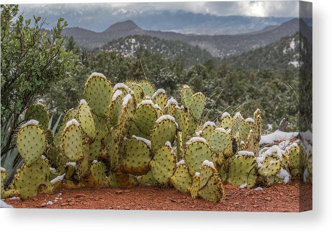 Cactus Canvas Print featuring the photograph Cactus Country by Racheal Christian