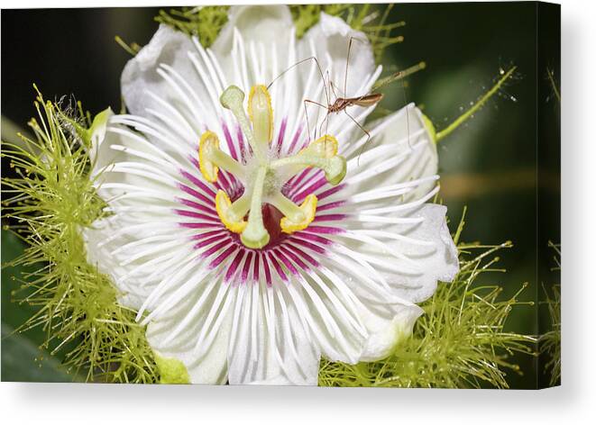 Colombia Canvas Print featuring the photograph Red Fruit Passion Flower Jardin Botanico del Quindio Colombia by Adam Rainoff