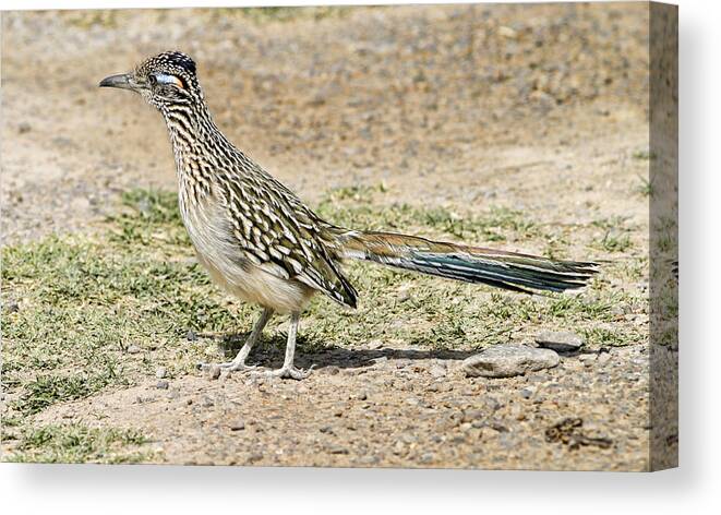 Roadrunner Canvas Print featuring the photograph Roadrunner by Gregory Scott