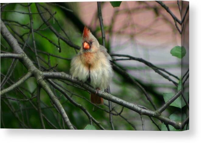 Cardinal Canvas Print featuring the photograph Ruffled Feathers by Robert E Alter Reflections of Infinity