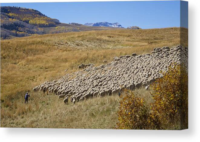 Animals Canvas Print featuring the photograph Shepherd Moving the Flock - Telluride Colorado by Mary Lee Dereske