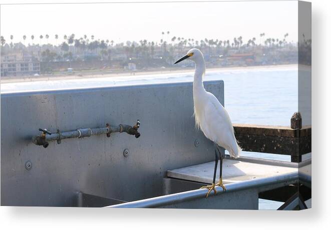 Snowy Canvas Print featuring the photograph Snowy Egret - 2 by Christy Pooschke