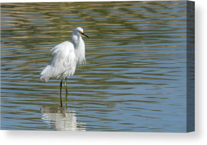 Snowy Canvas Print featuring the photograph Snowy Egret 7398-100817-1 by Tam Ryan