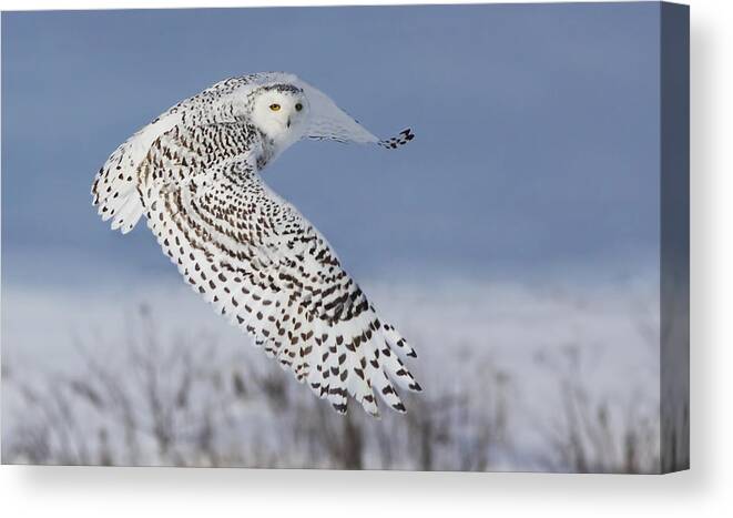 Wildlife Canvas Print featuring the photograph Snowy Owl by Mircea Costina