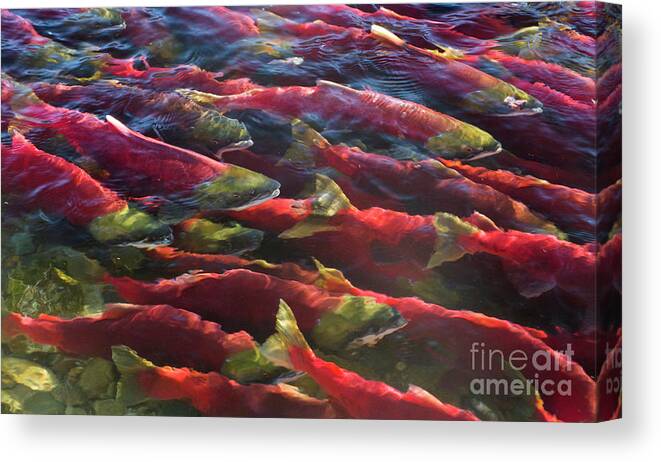 00451890 Canvas Print featuring the photograph Sockeye Salmon Adams River by Yva Momatiuk John Eastcott