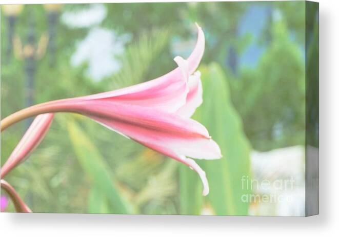 Flowers Canvas Print featuring the photograph Softly colored by Merle Grenz