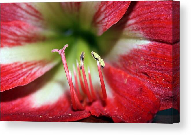 Flower Photography Canvas Print featuring the photograph Spring 4 by Evelyn Patrick