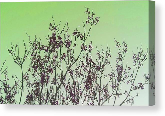 Elegant Canvas Print featuring the photograph Spring Branches Mint by Marisela Mungia