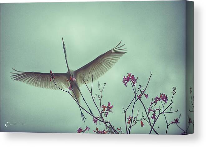 Florida Egret Cassellberry Canvas Print featuring the photograph Flight Over Tabebuia by Cornelius Powell