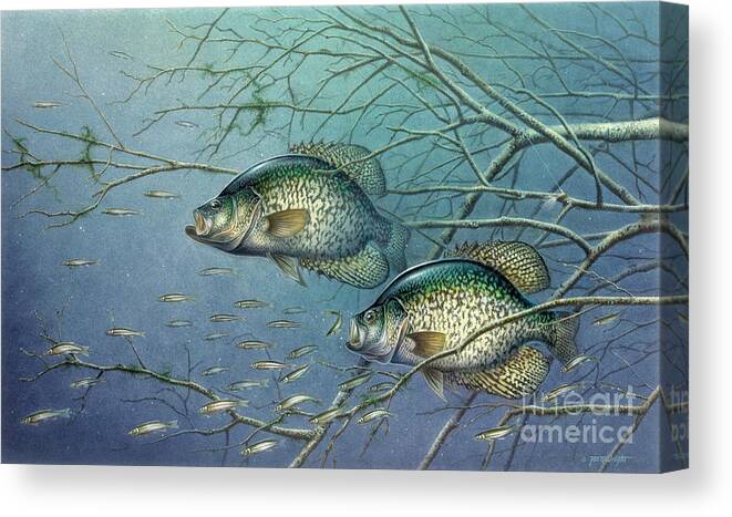 Jon Q Wright Canvas Print featuring the painting Tangled Cover Crappie II by JQ Licensing