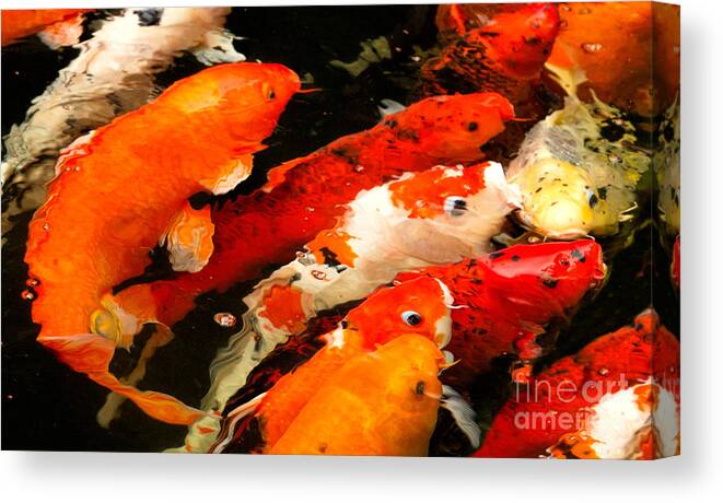 Koi Canvas Print featuring the photograph The Gathering by Marilyn Cornwell