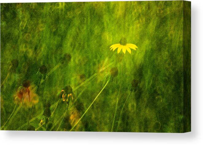 Rudbeckia Canvas Print featuring the photograph The Last Black-eyed Susan by Onyonet Photo studios