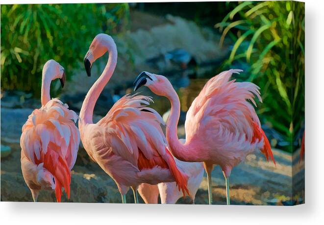 Pink Flamingos Canvas Print featuring the photograph Three Pink Flamingos Strutting Their Stuff by Ginger Wakem
