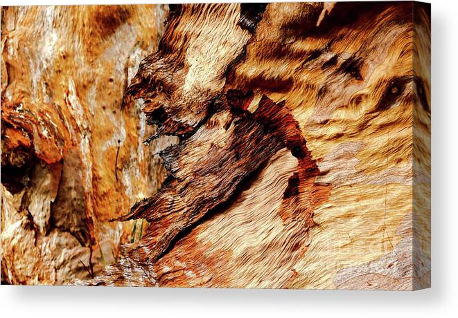 Australian Tree Bark Series Images By Lexa Harpell Canvas Print featuring the photograph Tree Bark Series - Patterns #2 by Lexa Harpell