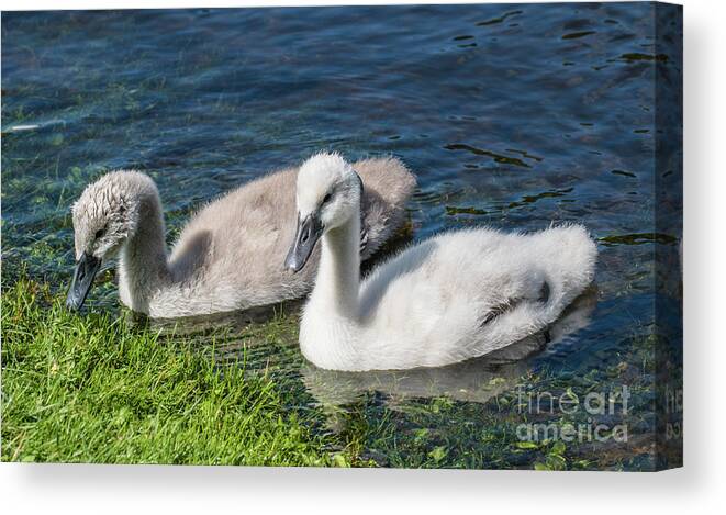 Cygnus Olor Canvas Print featuring the photograph Two young cygnets of mute swan swimming in a lake by Amanda Mohler