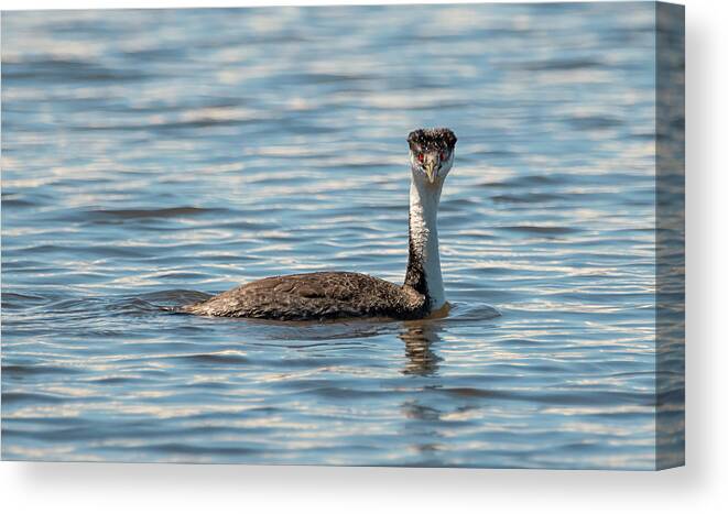 Loree Johnson Photography Canvas Print featuring the photograph Western Grebe Looking at You by Loree Johnson