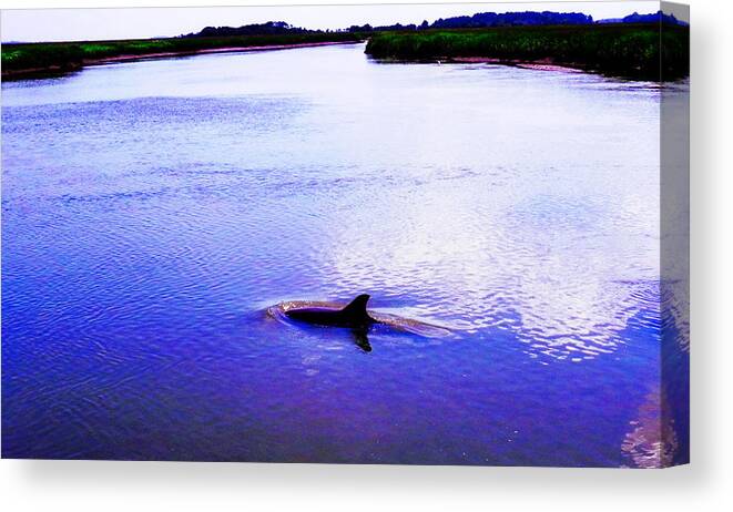 Dolphin Canvas Print featuring the photograph Wild Dolphin by Patricia Greer