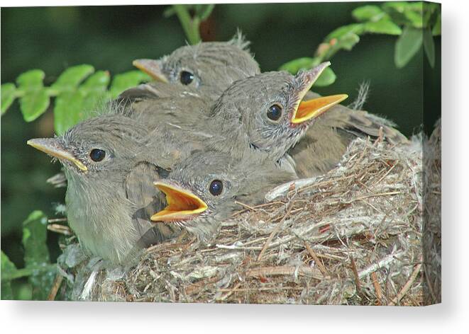 Portrait Canvas Print featuring the photograph Willow Flycatcher Chicks by Damon Calderwood