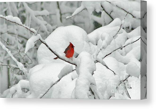 Bird Canvas Print featuring the photograph Winter's Way by Barbara S Nickerson