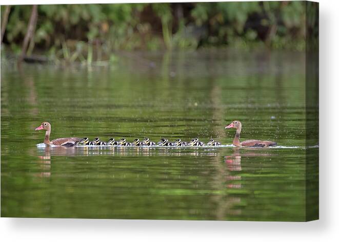 Colombia Canvas Print featuring the photograph Black Bellied Whistling Duck Kenisha Prado Tolima Colombia #1 by Adam Rainoff