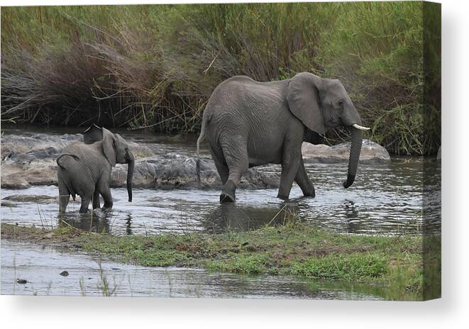 Elephants Canvas Print featuring the photograph Following Mom #1 by Ben Foster