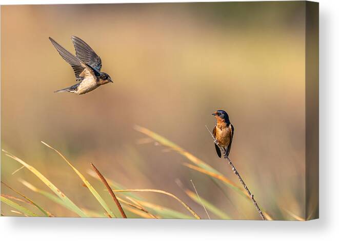 Swallow Canvas Print featuring the photograph Love Story #1 by Johnson Huang