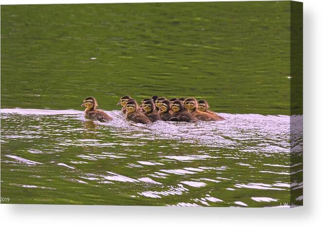 Baby Wood Ducks Canvas Print featuring the photograph Baby Wood Ducks by Lisa Wooten