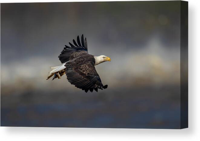 Eagle Canvas Print featuring the photograph Bald Eagle Flying by Lm Meng