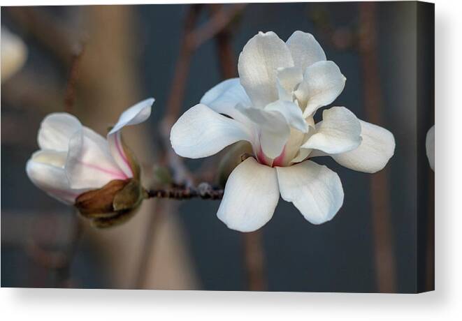 Dogwood Canvas Print featuring the photograph Bud to Bloom by Mary Anne Delgado