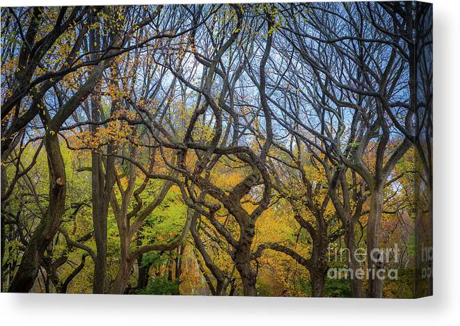 America Canvas Print featuring the photograph Central Park Twisted Trees by Inge Johnsson