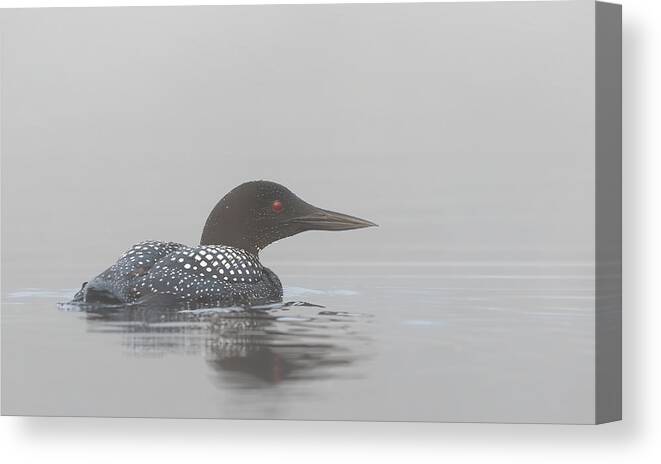 Loon Canvas Print featuring the photograph Common Loon In Early Morning Fog by Jim Cumming